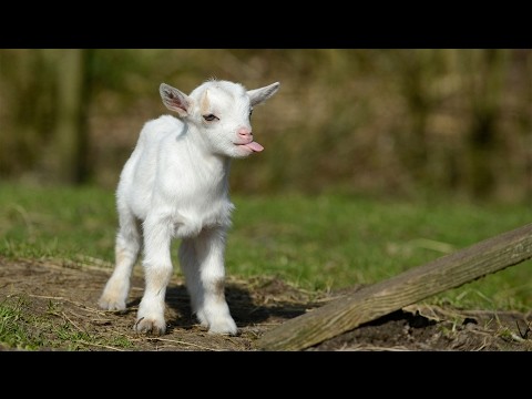 Funny Goat